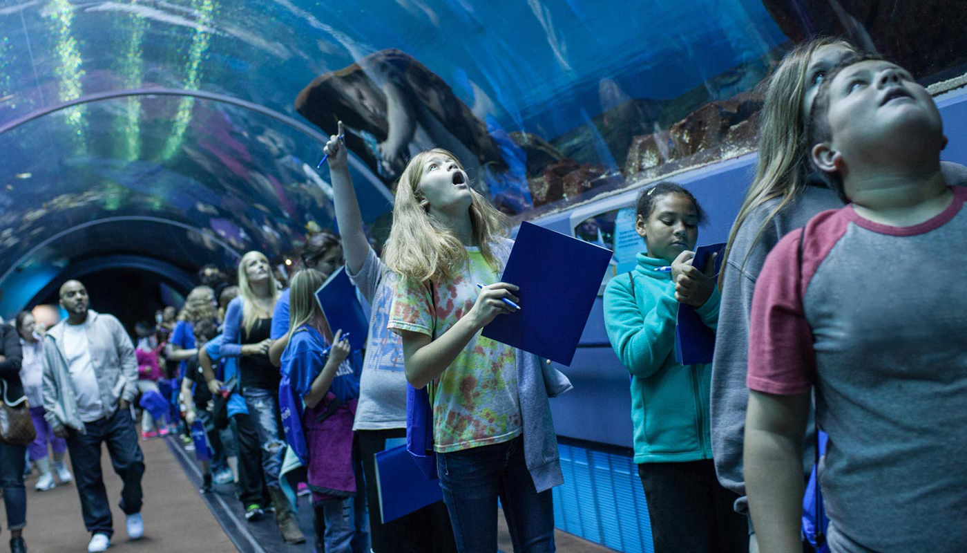 Best Aquariums That Are Worth Taking the Plunge For