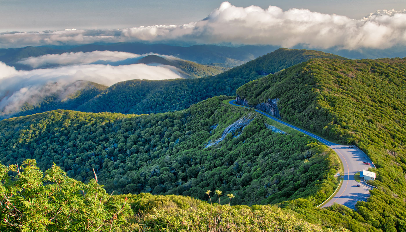 Scenic Drives Through Forests: Road Trips Inspired by Arbor Day