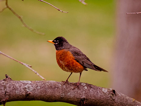 Horicon Marsh Bird Festival -- Horicon