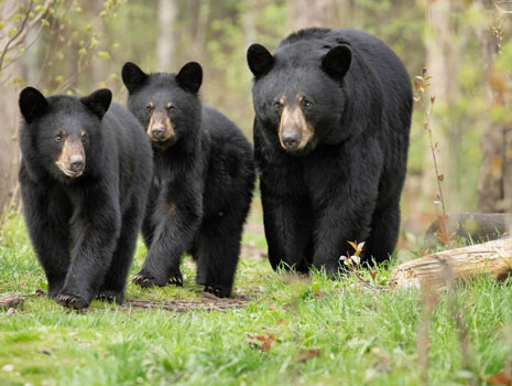 National Black Bear Festival – Plymouth