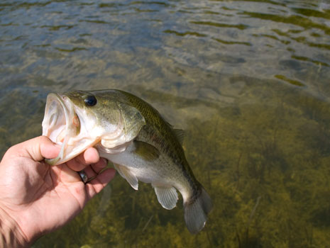 Smallmouth King Bass Tournament -- Sevierville