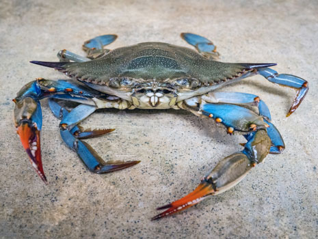 World Famous Blue Crab Festival -- Little River