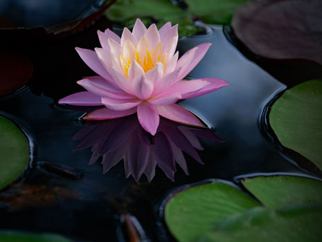 Waterlily Celebration -- Vero Beach