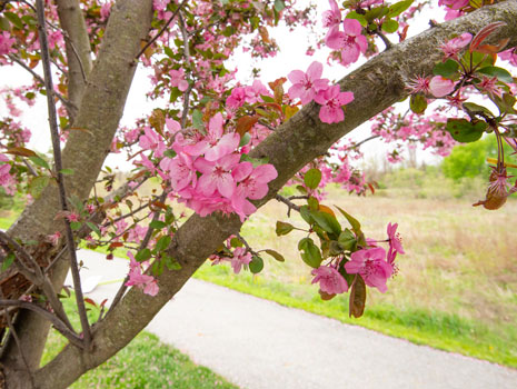 Cherry Blossom Festival -- Wayne, IN