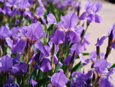 Tennessee Iris Festival -- Dresden