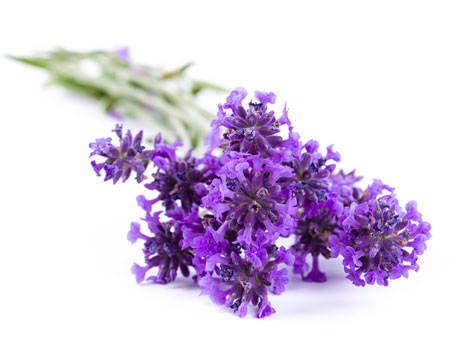 Michigan Lavender Festival -- Imlay City