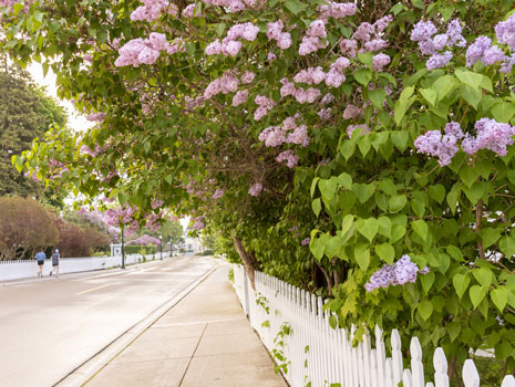 Annual Mackinac Island Lilac Festival -- Mackinac Island